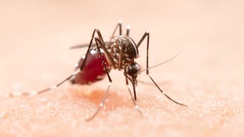 Vacuna contra el dengue gratis en Provincia de Buenos Aires: quiénes pueden recibirla