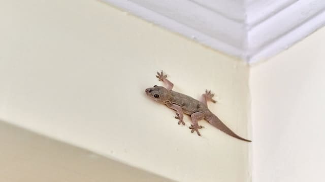 Pocos lo saben: qué significa que una tener lagartijas en la casa y por qué es bueno