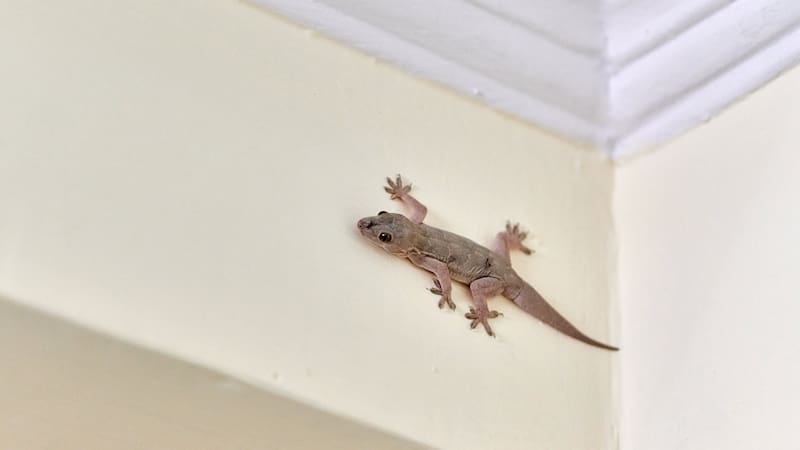 Se trata de reptiles inofensivos para animales y humanos, que suelen tomar por sorpresa por su aura misteriosa
