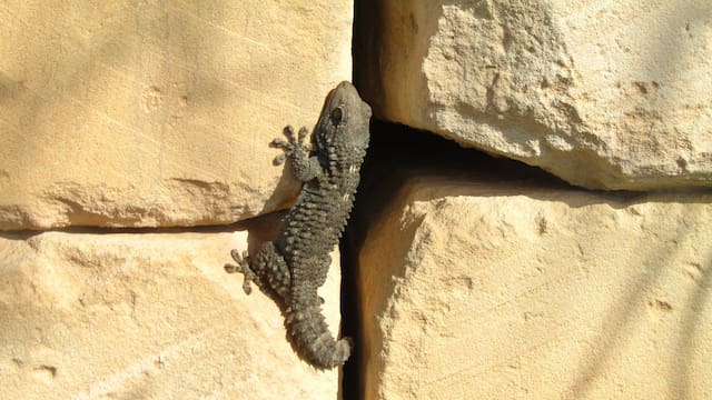 Qué significa que aparezcan lagartijas en casa: este es el mensaje espiritual que esconden