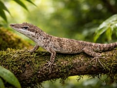 Terror en el mundo animal | Reaparece un lagarto extinto en Sudamérica hace 150 años y pone a los científicos en alerta