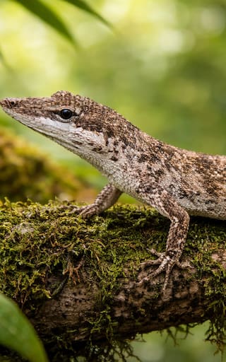 Terror en el mundo animal | Reaparece un lagarto extinto en Sudamérica hace 150 años y pone a los científicos en alerta