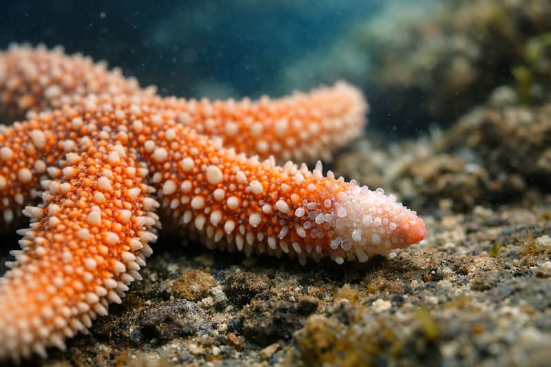 Las autoridades detectaron un embarque irregular con fauna marina proveniente de Kenia y activaron un rescate de emergencia para salvar a los ejemplares sobrevivientes.