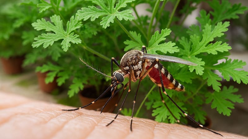Las cinco plantas que ahuyentan a los mosquitos en verano y casi no necesitan cuidado. Foto: Copilot IA