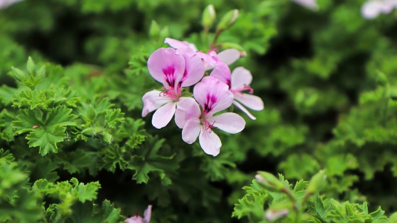 Las cinco plantas que ahuyentan a los mosquitos en verano y casi no necesitan cuidado. Foto: Shutterstock