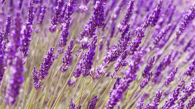 Las cinco plantas que ahuyentan a los mosquitos en verano y casi no necesitan cuidado. Foto: Freepik