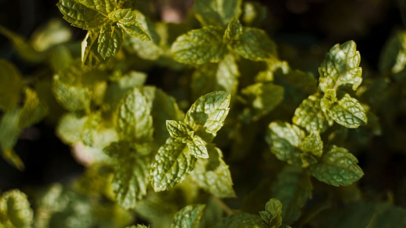 Las cinco plantas que ahuyentan a los mosquitos en verano y casi no necesitan cuidado. Foto: Freepik