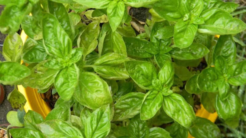 Las cinco plantas que ahuyentan a los mosquitos en verano y casi no necesitan cuidado. Foto: Freepik