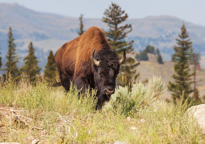 Las claves de la reintroducción de los bisontes en los bosques de México.