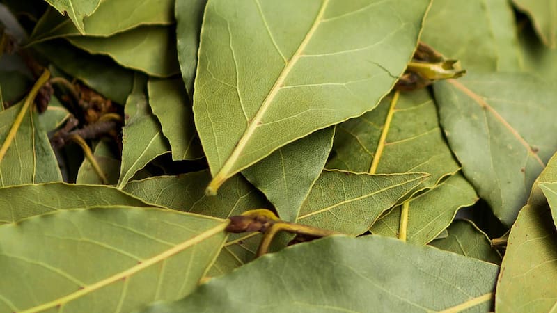 Las hojas de laurel, ya sean frescas o secas, son una fuente de nutrientes esenciales.