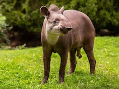 El mamífero terrestre más grande de Sudamérica reaparece después de 100 años: por qué lo catalogan como “hecho histórico”