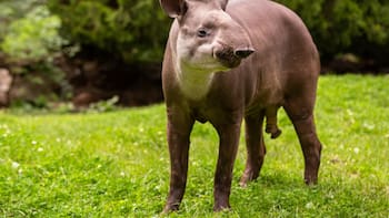 El mamífero terrestre más grande de Sudamérica reaparece después de 100 años: por qué lo catalogan como “hecho histórico”