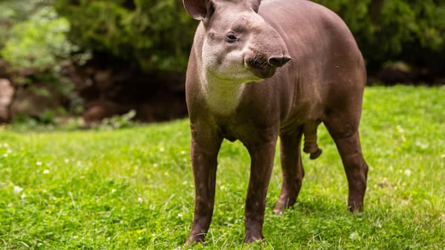 El mamífero terrestre más grande de Sudamérica reaparece después de 100 años: por qué lo catalogan como “hecho histórico”