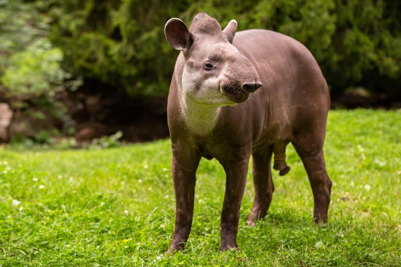 Las imágenes confirman la reaparición del tapir sudamericano en su hábitat natural tras más de 100 años de ausencia. Fuente: Freepik.es.