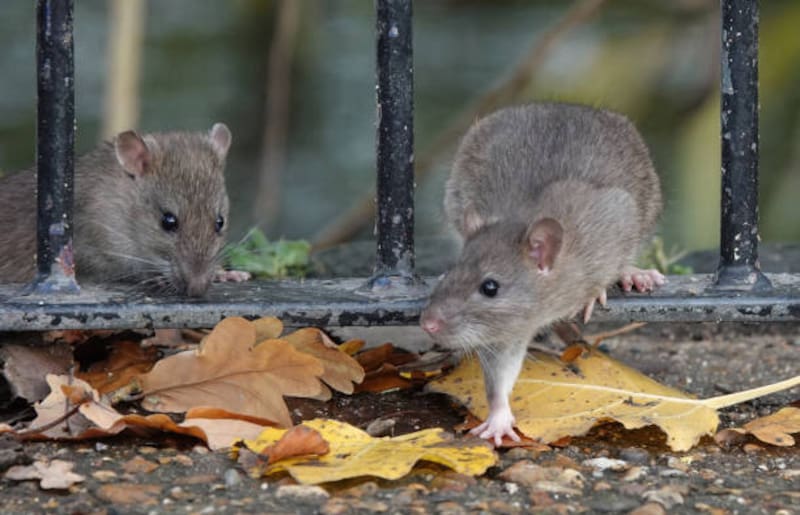 Las ratas poseen un sentido del olfato muy desarrollado, fundamental para encontrar comida, detectar peligros y orientarse en su entorno. (Foto: Archivo)
