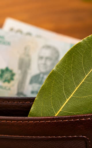 Pocos lo saben | Por qué recomiendan colocar una hoja de laurel en la billetera y para qué sirve