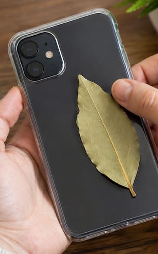 Los creyentes coinciden: llevar una hoja de laurel en la funda del celular puede atraer abundancia, prosperidad y éxito