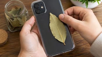 Colocar una hoja de laurel en la funda del celular: por qué lo recomiendan y para qué sirve
