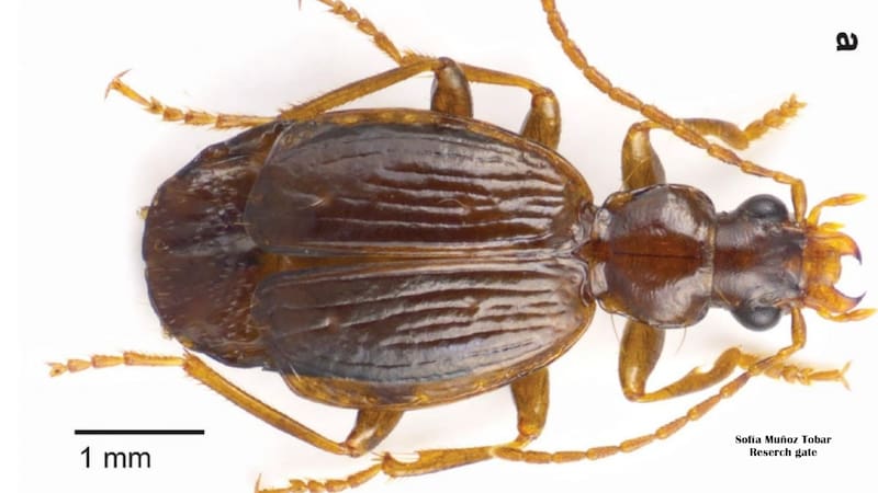 Lebia urkumanta, nueva especie de escarabajo. Foto: Research Gate - Sofía Muñoz Tobar (INABIO)