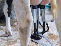 El sector lechero está preocupado por la suba de los fertilizantes