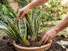 Enterrar una hoja de laurel en la lengua de suegra: para qué sirve y por qué lo recomiendan