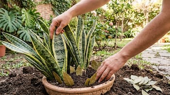 Enterrar una hoja de laurel en la lengua de suegra: para qué sirve y por qué lo recomiendan