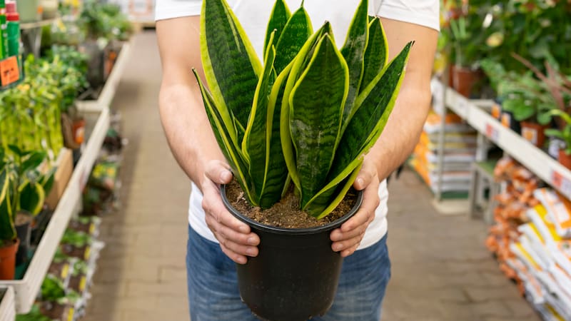 Lengua de suegra: el método sencillo para multiplicar esta planta.
