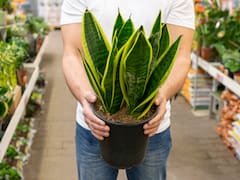 Por qué la lengua de suegra es la planta que “no muere”: perfecta para los olvidadizos, sobrevive con poca luz y no necesita mucha agua