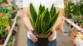 Por qué la lengua de suegra es la planta que “no muere”: perfecta para los olvidadizos, sobrevive con poca luz y no necesita mucha agua