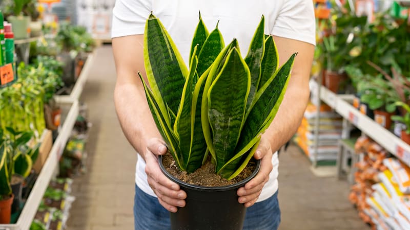 ¿Por qué crece la planta lengua de suegra? El Feng Shui explica los diferentes significados.