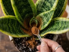 Por qué los jardineros recomiendan ponerle canela a la lengua de suegra y para qué sirve
