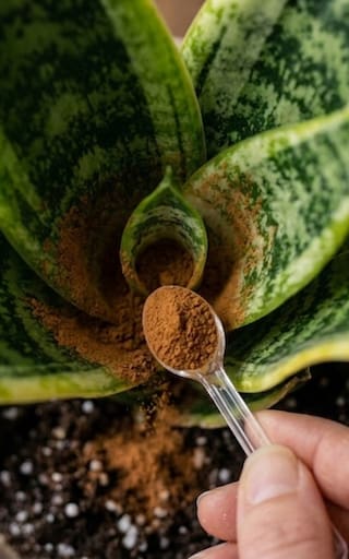 Por qué los jardineros recomiendan ponerle canela a la lengua de suegra y para qué sirve