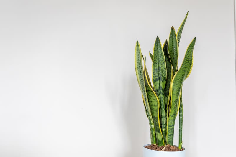 La lengua de suegra es una de las plantas más convenientes para el interior de un hogar durante el invierno. (Foto: Shutterstock)