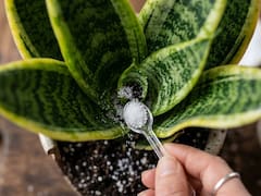 Por qué los jardineros recomiendan ponerle azúcar a la lengua de suegra y para qué sirve