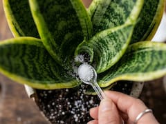 Por qué los jardineros aconsejan añadirle azúcar a la lengua de suegra y para qué se utiliza