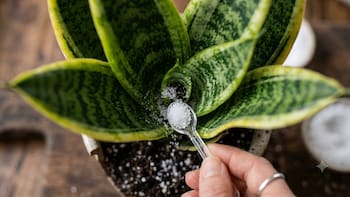 Por qué los jardineros aconsejan añadirle azúcar a la lengua de suegra y para qué se utiliza