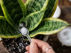 La planta que sobrepasa a la lengua de suegra y cada vez más personas plantan: crece más rápido y se ve mejor