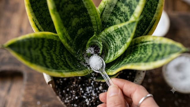 La planta que sobrepasa a la lengua de suegra y cada vez más personas plantan: crece más rápido y se ve mejor