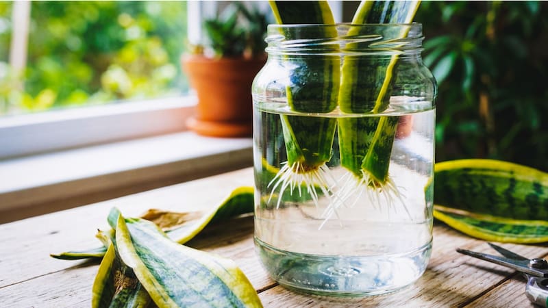 Descubrí cómo cortar y preparar la lengua de suegra para obtener plantas infinitas de forma fácil, rápida y con materiales que ya tenés en tu cocina.