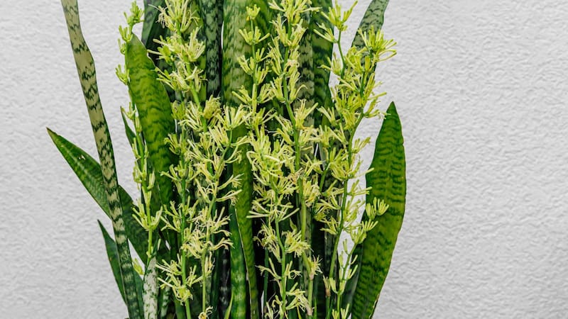 La lengua de suegra puede también dar flores, aunque lo hace en ocasiones muy particulares. Foto: Shutterstock.