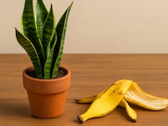 El abono con cáscara de banana que fortalece la lengua de suegra y acelera su crecimiento en pocos días