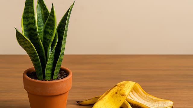 El abono con cáscara de banana que fortalece la lengua de suegra y acelera su crecimiento en pocos días