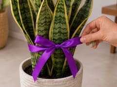 Colocar una cinta violeta alrededor de la lengua de suegra: para qué sirve y por qué lo recomiendan