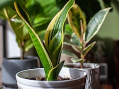 Por qué los jardineros recomiendan ponerle azúcar a la lengua de suegra y para qué sirve