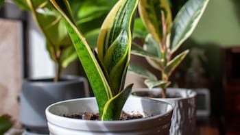 Por qué los jardineros recomiendan ponerle azúcar a la lengua de suegra y para qué sirve