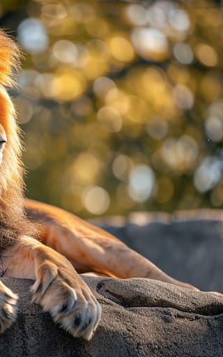Los romanos los asesinaban en la arena; hoy, el león del Atlas nace libre en un safari: cuatro cachorros renuevan la especie