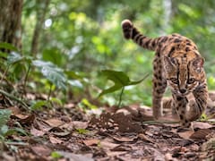 Descubren una nueva especie de felino después de más de 100 años: pesa solo 1,4 kilos y es más pequeño que un gato doméstico