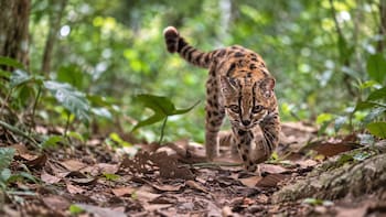 Descubren una nueva especie de felino después de más de 100 años: pesa solo 1,4 kilos y es más pequeño que un gato doméstico