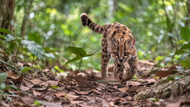 Descubren una nueva especie de felino después de más de 100 años: pesa solo 1,4 kilos y es más pequeño que un gato doméstico