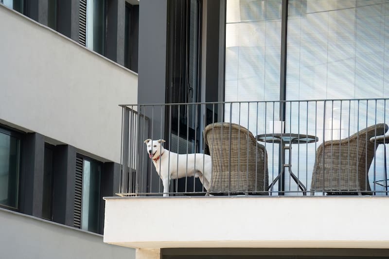 Prohíben mantener a los animales viviendo de forma permanente en terrazas, balcones, azoteas o espacios similares, una práctica que puede derivar en multas de miles de euros. (Foto: Shutterstock)